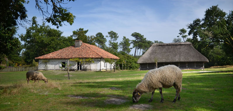 Aperçu de l'activité : Ecomusée de la Grande Lande - Marquèze
